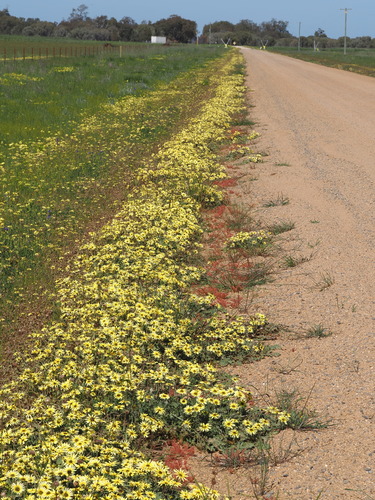 Arctotheca calendula, photograph 4
