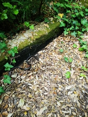 Hierophis viridiflavus