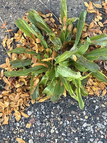 ribwort plantain