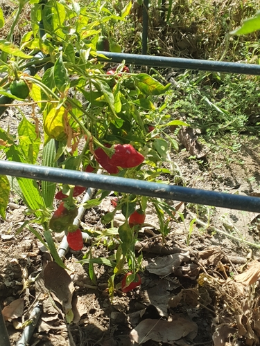 Capsicum frutescens observed 2026-09-26