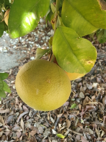 Citrus maxima observed 2026-09-26
