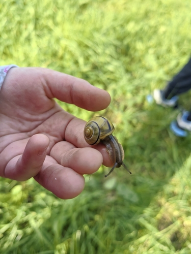Brown-lipped Snail