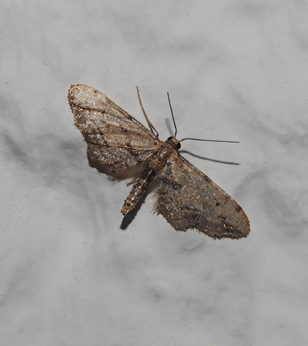 Idaea attenuaria