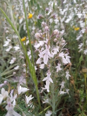 Teucrium pseudochamaepitys