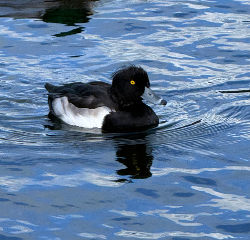 Tufted Duck
