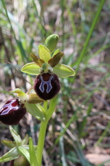 Ophrys sphegodes provincialis