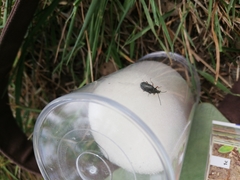 Gonodera luperus