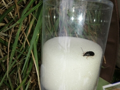 Gonodera luperus
