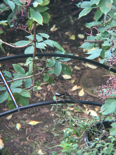 Common Chaffinch