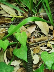 Hierophis viridiflavus