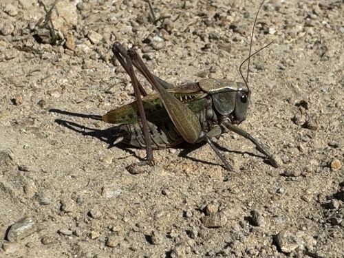 Wart-biter
