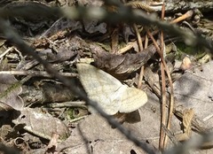 Scopula nigropunctata