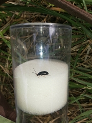 Gonodera luperus