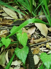 Hierophis viridiflavus