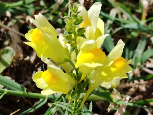 common toadflax