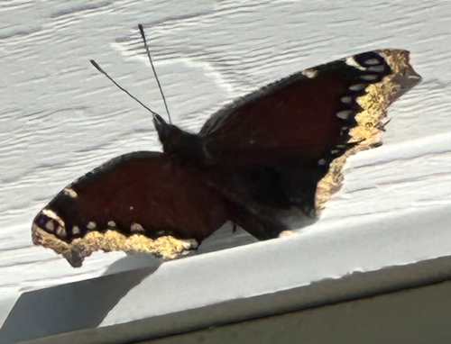 Mourning Cloak