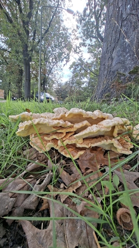 chicken of the woods