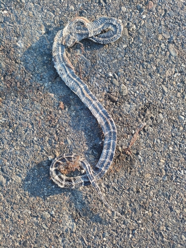 Many-banded Krait