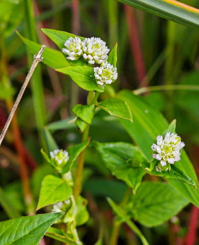 Nepal Persicaria