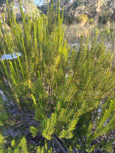 Florida rosemary