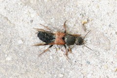 Platydracus chalcocephalus