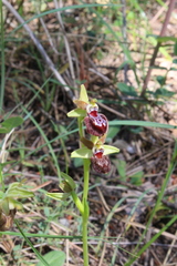 Ophrys sphegodes provincialis