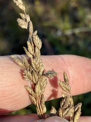 Glyceria obtusa
