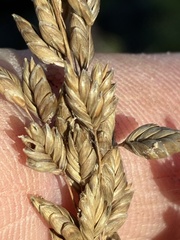 Glyceria obtusa, photograph (c) Jamie VanBuskirk, some rights reserved (CC BY)