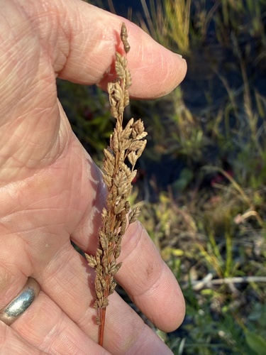 Glyceria obtusa, photograph 3