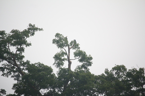 Black Hornbill