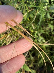 Glyceria obtusa, photograph (c) Jamie VanBuskirk, some rights reserved (CC BY)