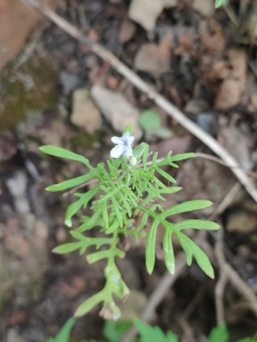 Lavandula bipinnata