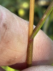 Glyceria obtusa, photograph (c) Jamie VanBuskirk, some rights reserved (CC BY)