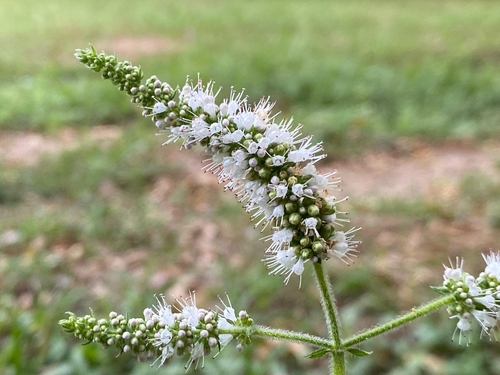 Apple Mint