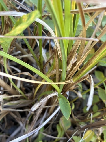 Glyceria obtusa, photograph 6