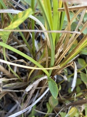 Glyceria obtusa, photograph (c) Jamie VanBuskirk, some rights reserved (CC BY)