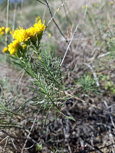 Goldilocks Aster