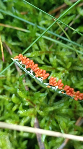 insect-egg slime