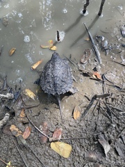 Chelydra acutirostris