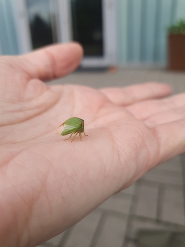 Buffalo Treehopper