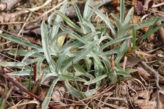 Omalotheca sylvatica