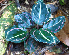 Goeppertia roseopicta