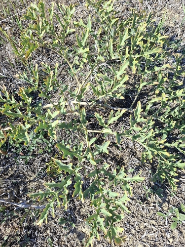 Tartar breadplant