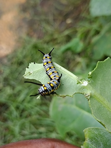 Plain Tiger Butterfly