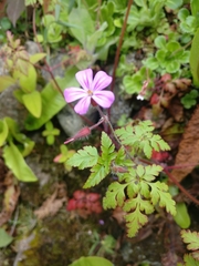 Geranium robertianum