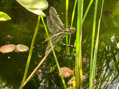 Southern Hawker