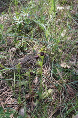 Ophrys sphegodes provincialis