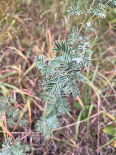 Dalea villosa, photograph 2