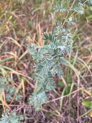 Dalea villosa, photograph author not stated, no rights reserved