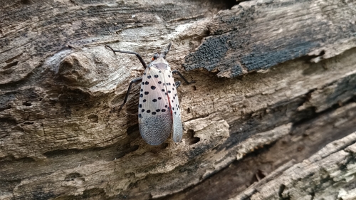 Spotted Lanternfly